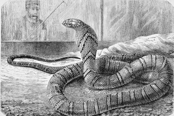 Nằm mơ thấy rắn là giấc mơ tốt hay xấu?